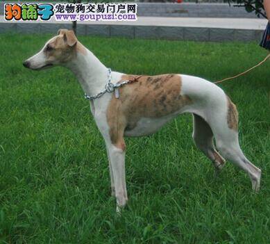 格力犬断奶期间的营养与喂食的方式