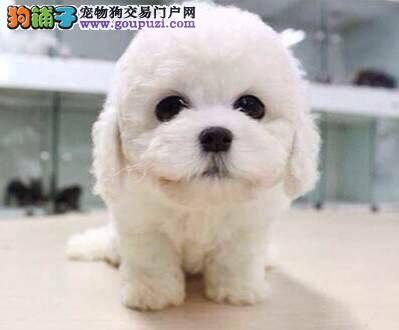 泰迪犬身上有很多的皮屑，很痒是怎么了