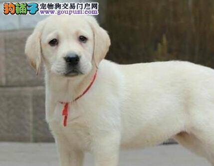 改正恶习，帮助拉布拉多犬远离挑食毛病