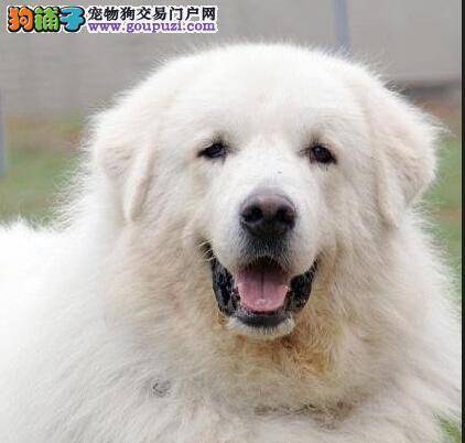 解决大白熊犬口臭必杀技，还你一个清新口气