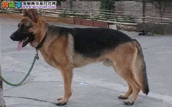 昆明犬打架厉害吗  中国昆明犬适合看家护院