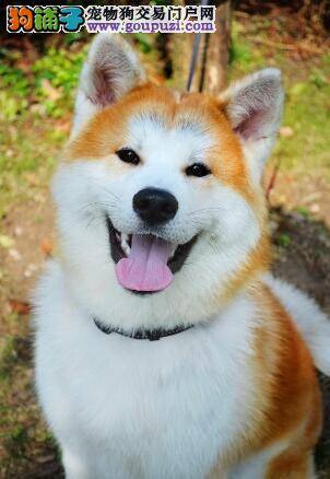 了解饲养基础知识 秋田犬吃过量了怎么办