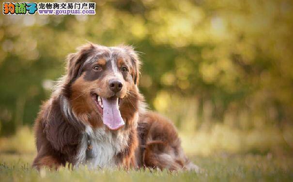 怎么区分澳大利亚牧羊犬和边境牧羊犬