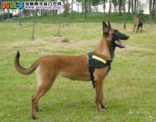 关注比利时牧羊犬的选购技巧 让挑选不再盲目