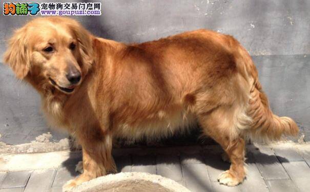 金毛寻回犬价格 适合做家庭伴侣犬的金毛