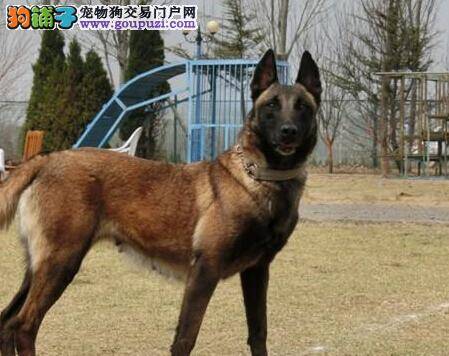 饲养全知道 马犬断奶有哪些技巧与方法