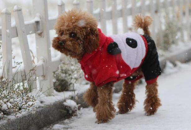 泰迪犬漂亮的毛发总是打结，有什么解决办法吗