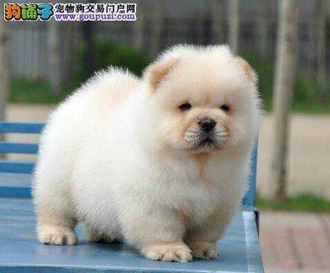 松狮犬患上犬瘟，有方法治疗吗