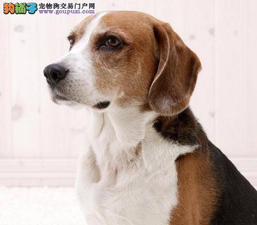 如何照顾两个月的比格犬 求解答