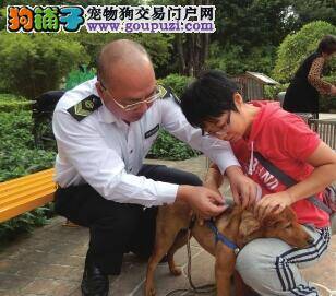 珠江石湾街道启动五个点免费为狗狗注射疫苗