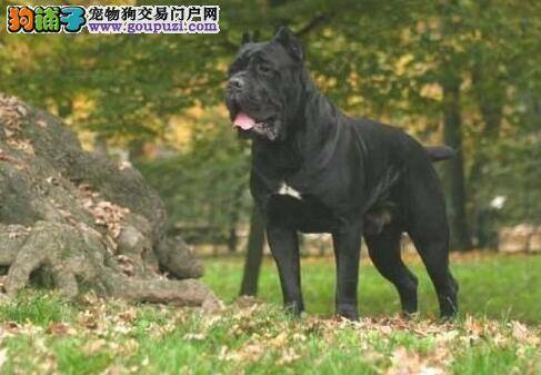 学习与了解 初次饲养卡斯罗犬应该知道的知识和方法