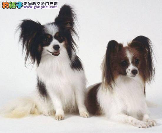 蝴蝶犬什么时候补钙，吃什么为好