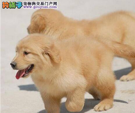 应对金毛犬中暑应该注意的4个要点