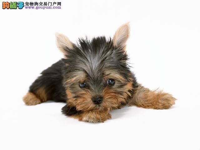 怎样让约克夏保持饮食上的营养均衡