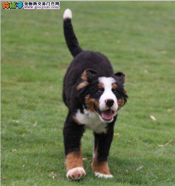 伯恩山犬总啃屁股上的毛发是什么原因