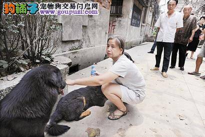 工厂着火，厂内大狗及时发觉并狂叫报警