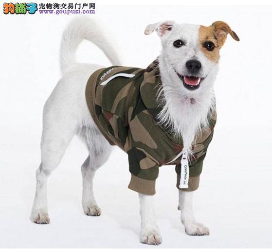 打扮狗狗花费多 挪威商家设计高价新潮宠物狗连身衣
