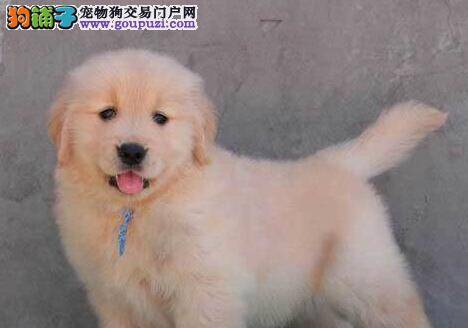 六种食物千万不要让金毛犬靠近