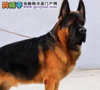 德国牧羊犬疫苗后吐了是怎么了