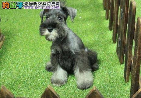 长寿保健 归纳给雪纳瑞减肥的几种方法