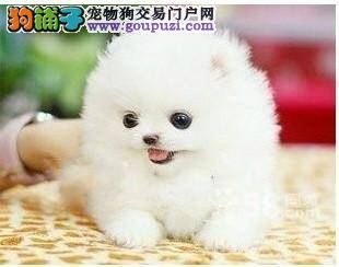 茶杯犬两眼红肿，打针吃药不见效 求指点