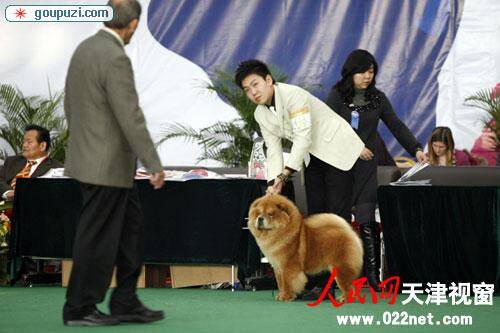 珍贵松狮犬种亮相天津滨海新区举办的世界顶级犬类大赛