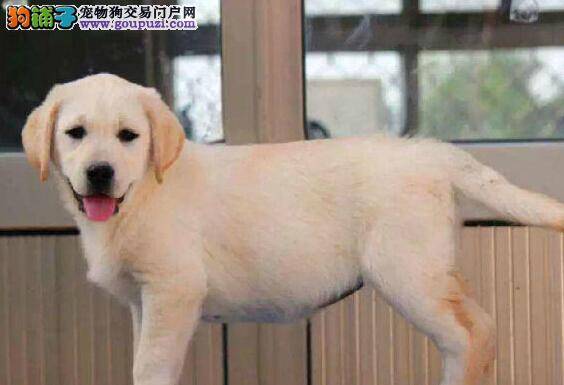 拉布拉多犬刚打完针感冒了可以喂板蓝根吗