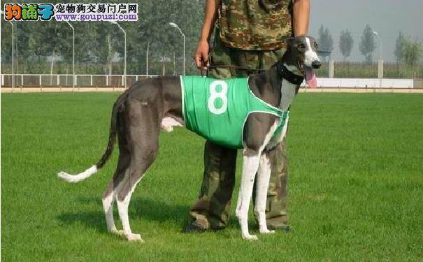 怎样给格力犬清理耳朵 使用清洁液给灵缇犬清理耳朵