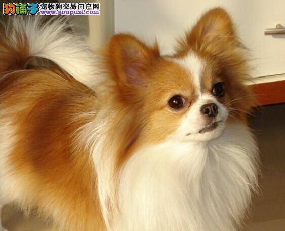 清新口气之给蝴蝶犬刷牙的步骤有哪些