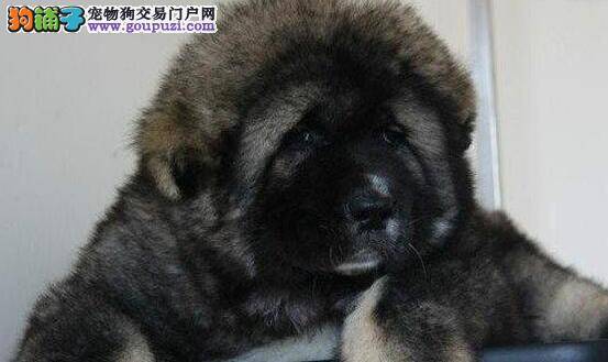 高加索犬背上掉毛，而且皮肤发红没事吧