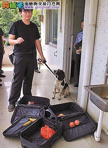 首批检疫犬将被派遣到珠海上岗实习