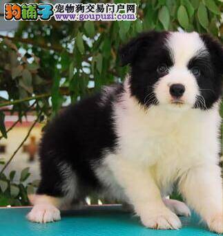边境牧羊犬打喷嚏、流鼻涕到底是怎么了