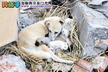 流浪的阿富汗犬狗医生，你的主人在找你