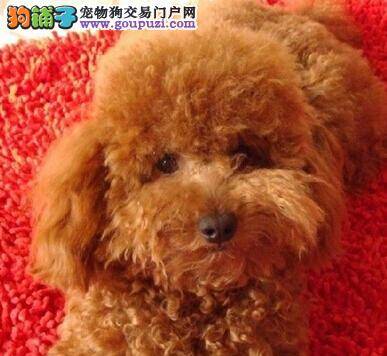 家庭养宠防御流产 贵宾犬妊娠期间如何管理