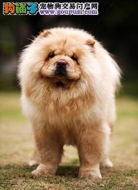 你应该了解的选购松狮犬的知识有哪些
