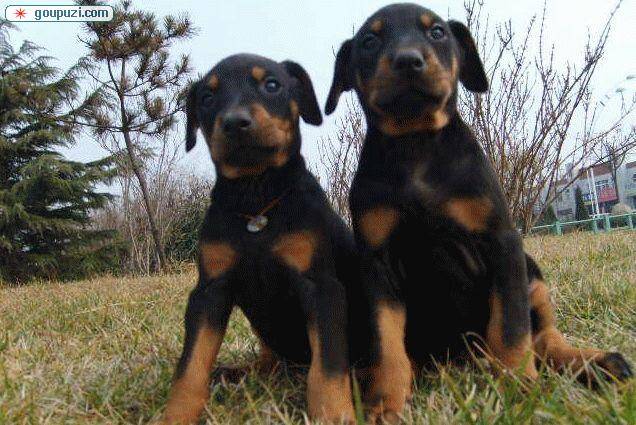 杜宾犬总是呕吐，喝水也吐是怎么回事