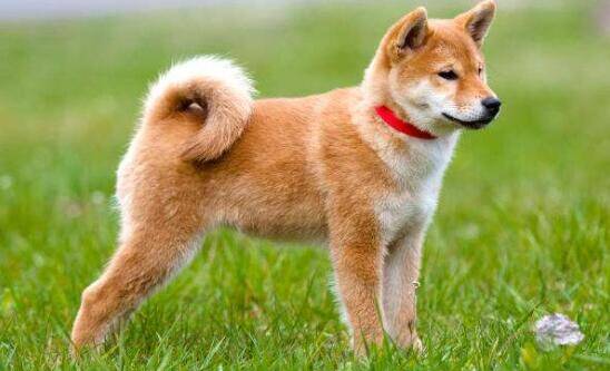 它是日本国犬、因一部电影名扬世界