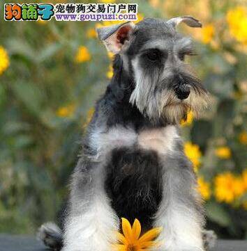 购买雪纳瑞前你一定要知道的事情