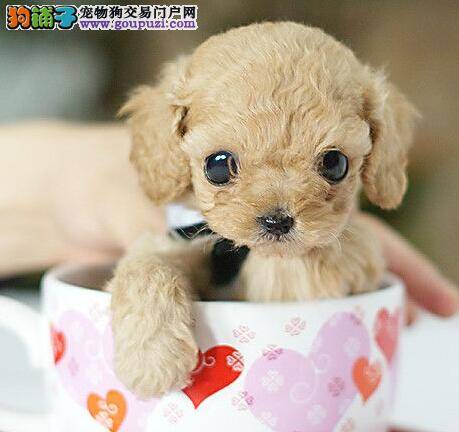 健康常见问题 茶杯犬拉稀的原因及医治方法