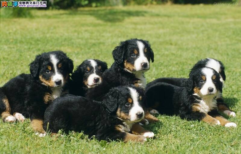 如何给伯恩山犬做好清洁工作