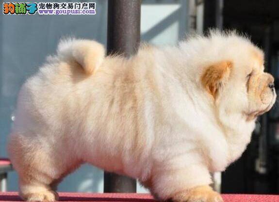 松狮犬拉稀，出血这是什么情况，求解答