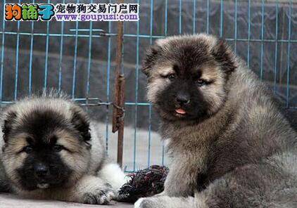 高加索犬这几天总拉稀是什么情况