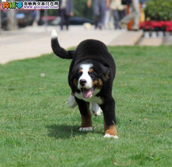 怎样才能真正的保证伯恩山犬的安全