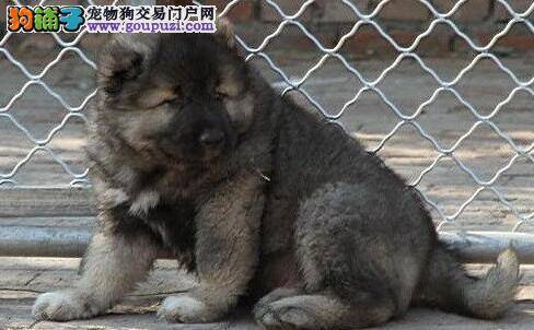 高加索犬患上皮肤病应如何治疗