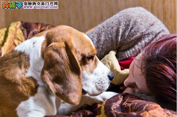 床又被霸占了，金毛犬爱跟主人挤床的小秘密