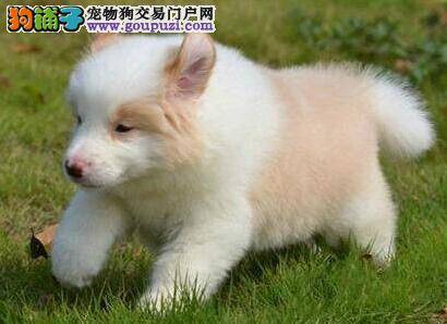 营养丰富 边境牧羊犬在饮食方便要注意什么