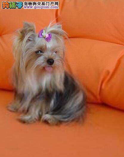 饮食新规律 约克夏出现食欲不振的原因有哪些