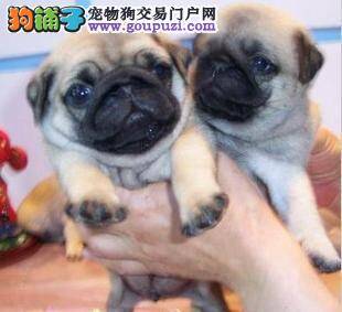 产后的京巴犬呼吸急促，身体发热没事吧