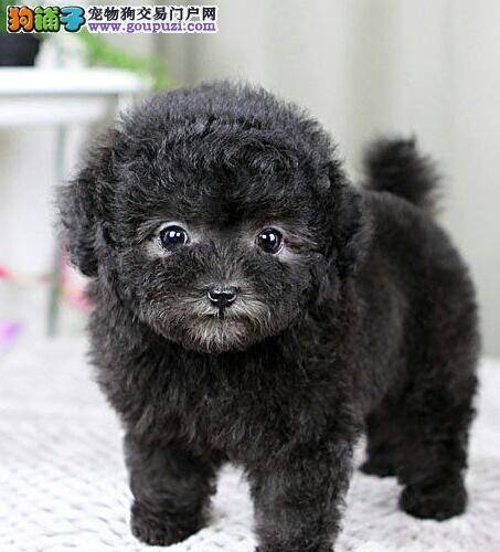 我家泰迪犬最近咳嗽，吐痰是什么毛病