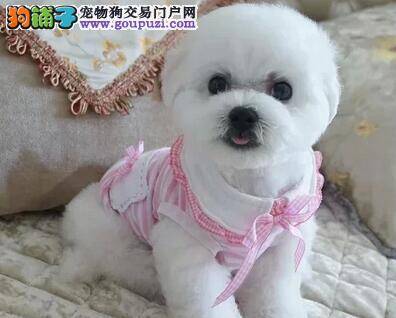 比熊犬最近没食欲而且拉肚子如何是好